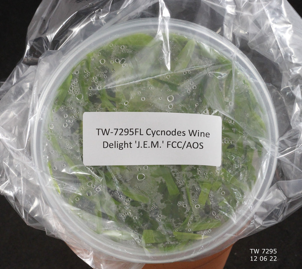 FLASK Cycnodes Wine Delight 'J.E.M.' FCC/AOS