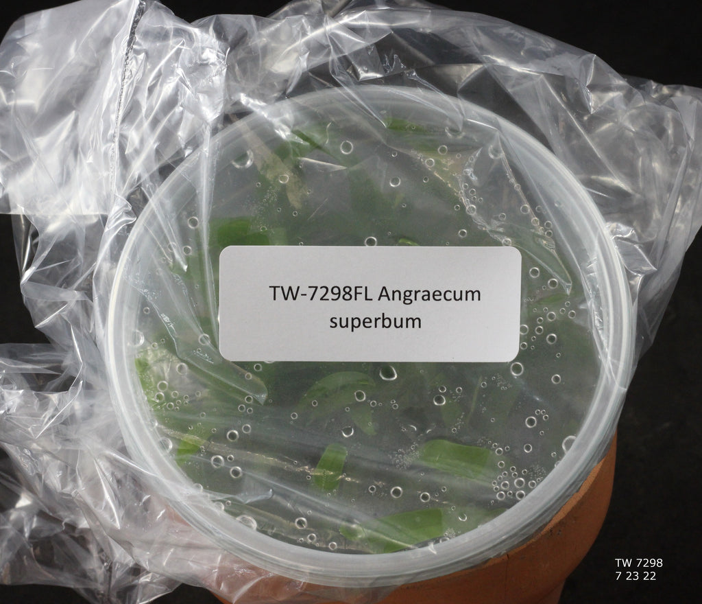 FLASK  Angraecum superbum