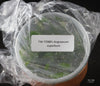 FLASK  Angraecum superbum