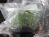 FLASK  Angraecum superbum