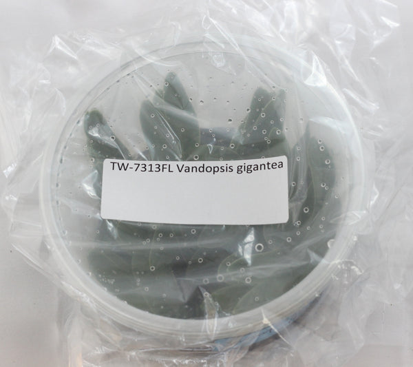 FLASK  Vandopsis gigantea