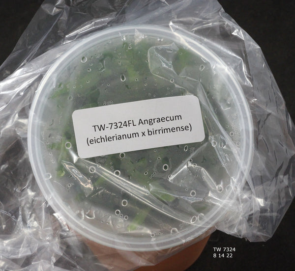 FLASK  Angraecum (eichlerianum x birrimense)