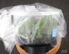 FLASK  Angraecum (eichlerianum x birrimense)