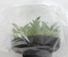 FLASK Tolumnia guianensis