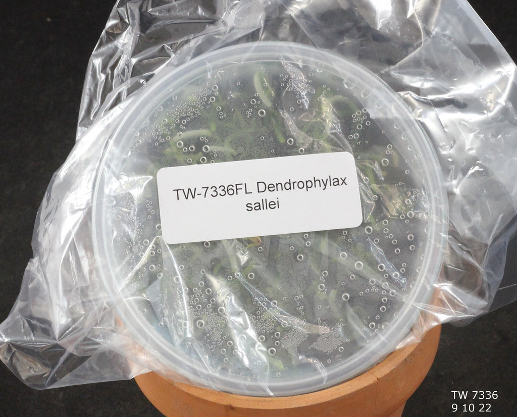 FLASK  Dendrophylax sallei