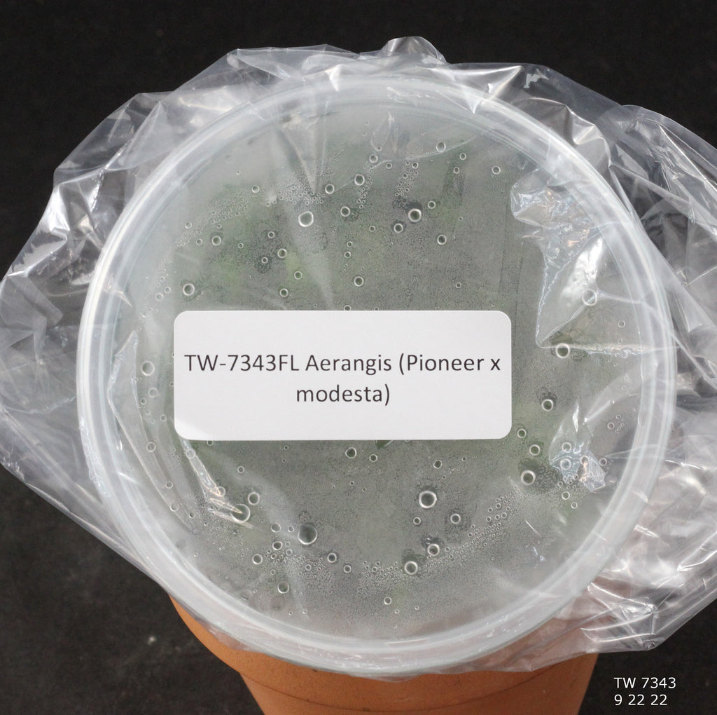 FLASK Aerangis (Pioneer x modesta)