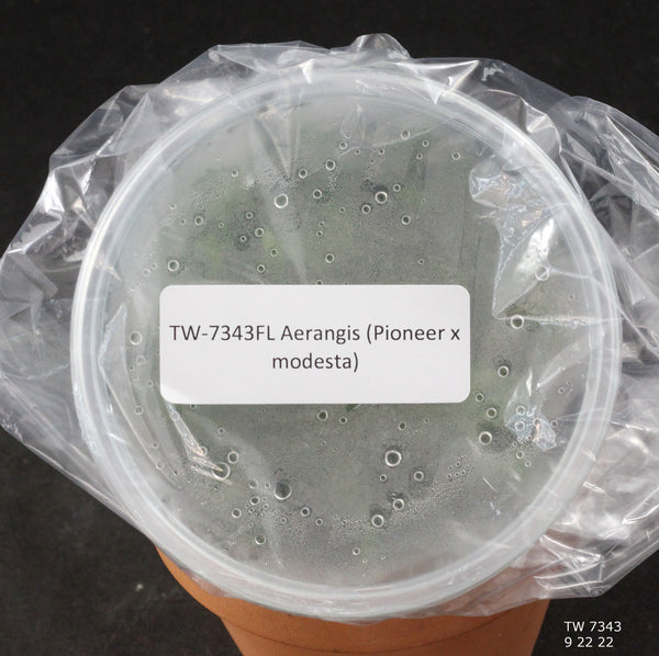 FLASK Aerangis (Pioneer x modesta)