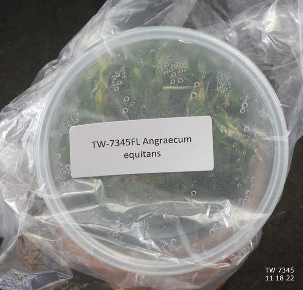 FLASK Angraecum equitans