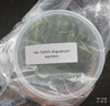 FLASK Angraecum equitans