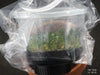 FLASK Angraecum equitans