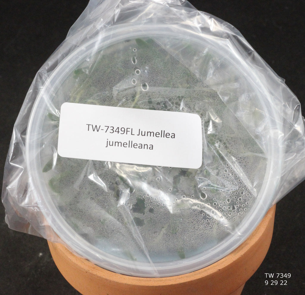 FLASK Jumellea jumelleana