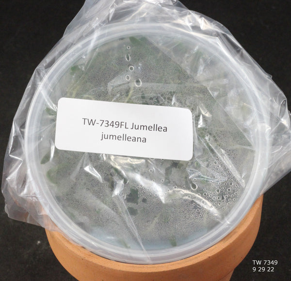 FLASK Jumellea jumelleana