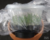FLASK Angraecum magdalenae
