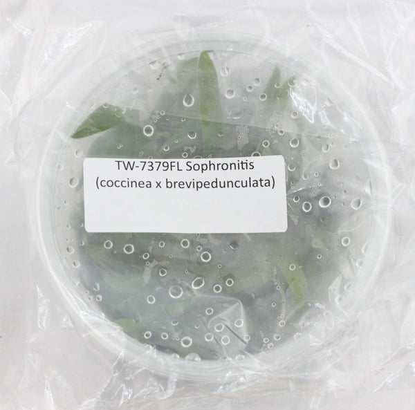 FLASK  Sophronitis (coccinea x brevipedunculata)