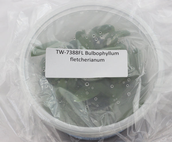 FLASK  Bulbophyllum fletcherianum