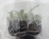 FLASK  Bulbophyllum fletcherianum