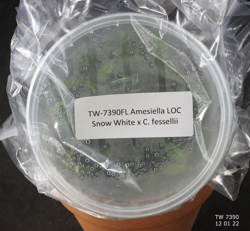 FLASK Amesiella LOC Snow White x C. fessellii