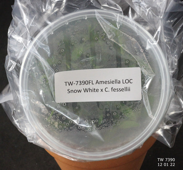 FLASK Amesiella LOC Snow White x C. fessellii