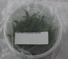 FLASK Aeranthes virginalis