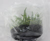 FLASK Aeranthes virginalis