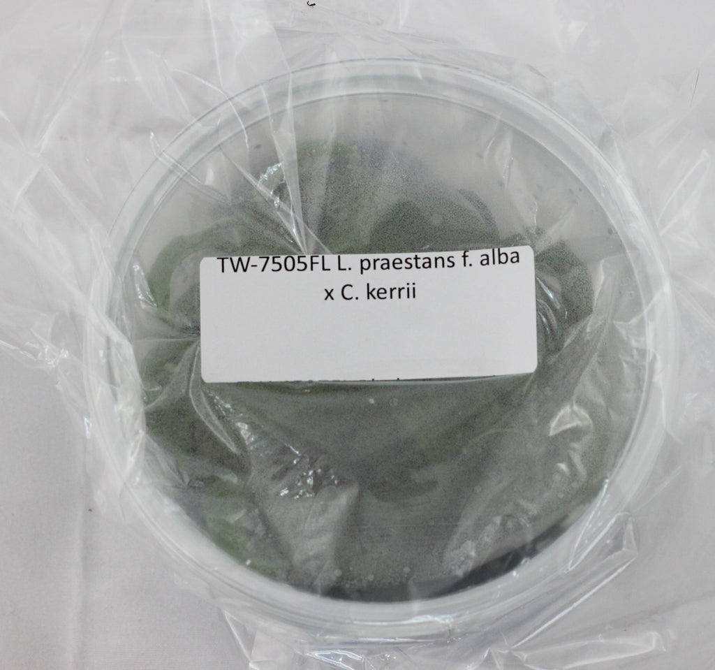 FLASK L. praestans f. alba x C. kerrii