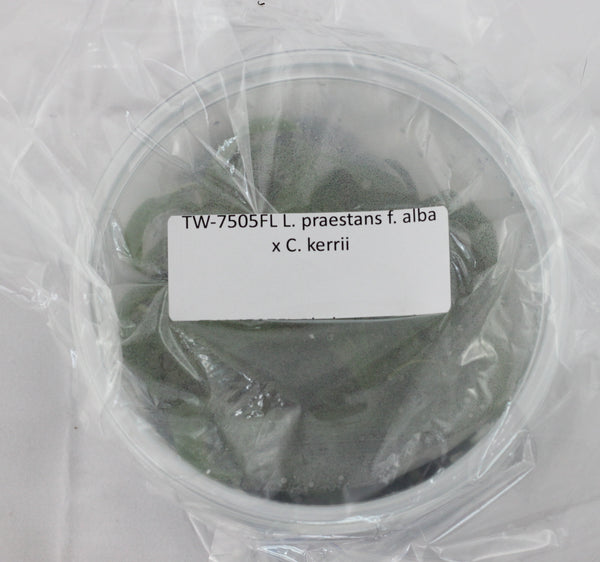 FLASK L. praestans f. alba x C. kerrii