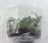 FLASK L. praestans f. alba x C. kerrii