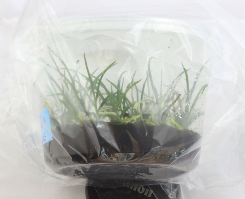 FLASK  Schoenorchis buddleiflora