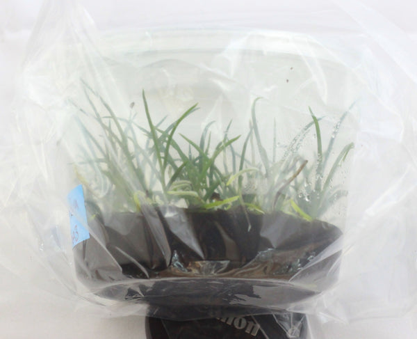 FLASK  Schoenorchis buddleiflora