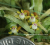 Taeniophyllum obtusum