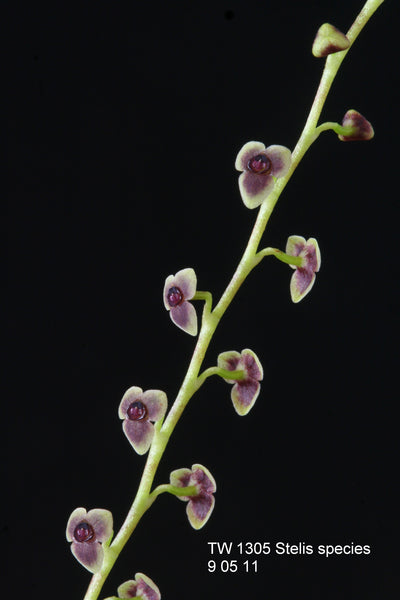 Stelis pachystele