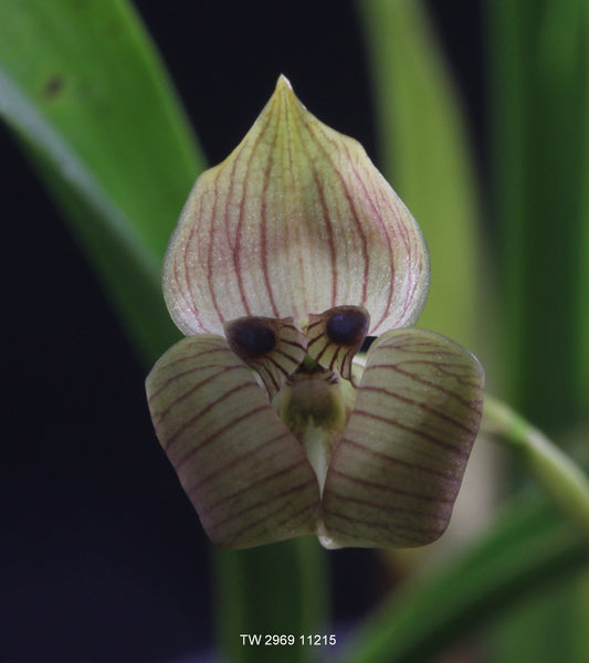 Trigonidium seemannii