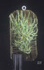 Taeniophyllum obtusum