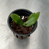 Aerangis fastuosa
