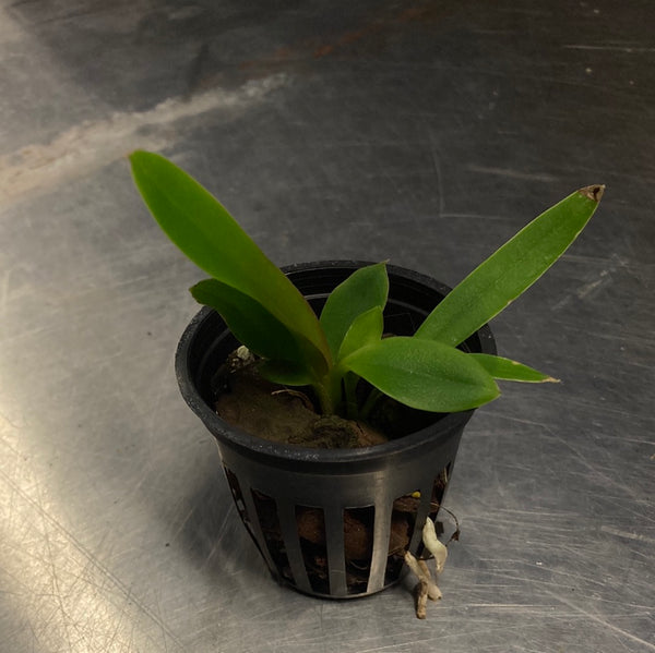 Cattleya violacea x Sl. Orpetii