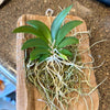 Hispaniella henekenii
