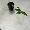 Dendrobium victoria-reginae