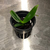 Sobennikoffia robusta