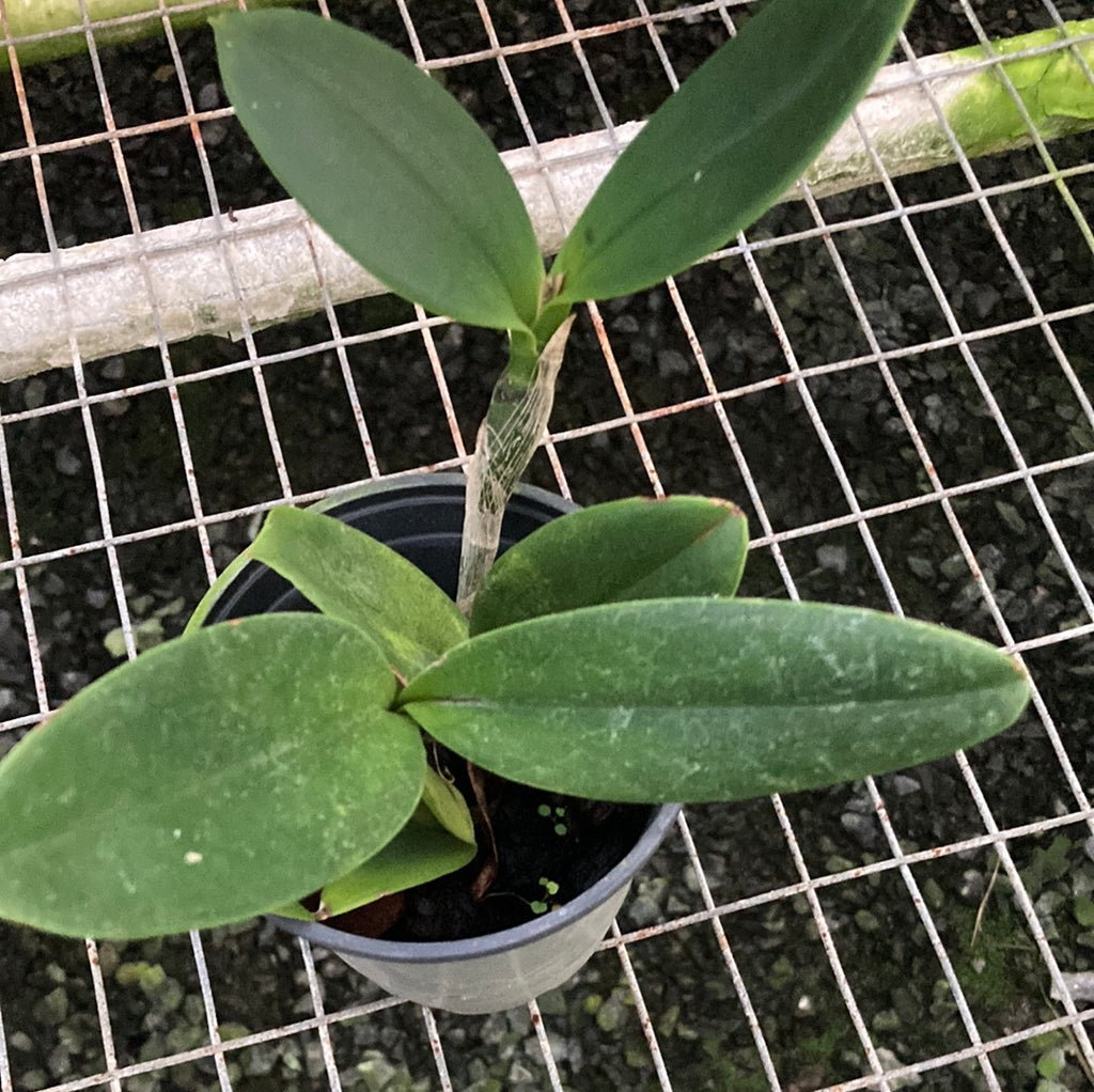 Cattleya violacea semi-alba